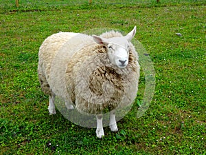Cute adult sheep