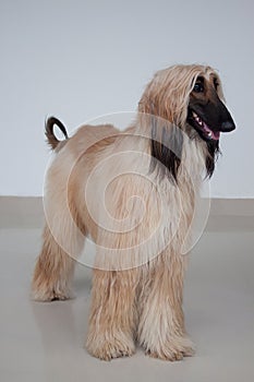 Cute afghan hound. Eastern greyhound or persian greyhound.