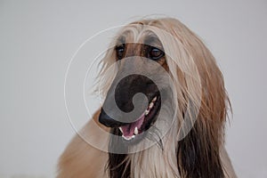 Cute afghan hound isolated on gray background. Eastern greyhound or persian greyhound.