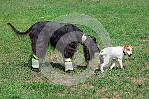 Cute afghan hound and jack russell terrier puppy are playing on a green meadow. Pet animals