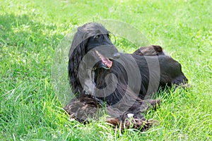 Cute afghan hound is lying on a green grass. Eastern greyhound or persian greyhound. Pet animals