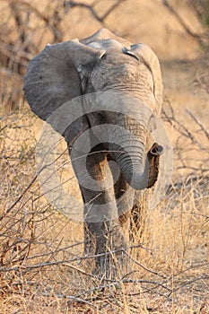 Cute African bush elephant baby in Kruger National Park