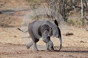 Cute African Elephant baby running in Kruger National Park in South Africa