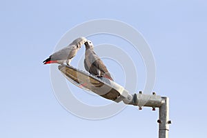 Cute of African gray parrot perched on an electric pole.