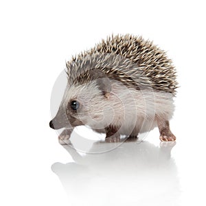 Cute african hedgehog looking to side and searching