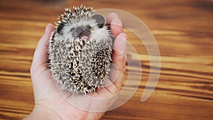 Cute African pygmy hedgehog lying on its back in human hand. 16:9, copy space.