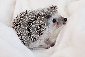 Cute African pygmy hedgehog sitting in white terry cloth.