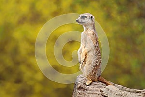 Cute african suricate Suricata suricatta