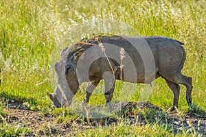 Cute African warthog in a game reserve in South Africa