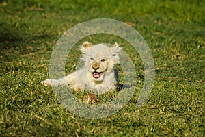 Cute African white lion cubs in Rhino and Lion nature reserve in South Africa