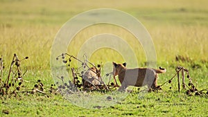 Cute African Wildlife of baby lion cubs running and playing in Maasai Mara National Reserve, Kenya,