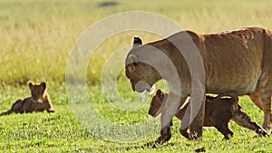 Cute African Wildlife in Maasai Mara National Reserve, Mother lioness plays with playful cute lion c