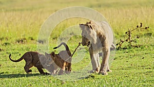 Cute African Wildlife in Maasai Mara National Reserve, Mother lioness plays with playful cute lion c