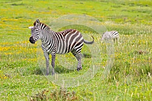 Cute African zebra standing in yellow Burr Marigold flower field at Ngorongoro Crater, Tanzania, Africa