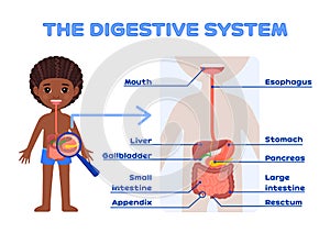 Cute Afro Black Boy and Digestive System Poster for Biology and Anatomy Lesson for Print. Description of Internal Organs. Flat