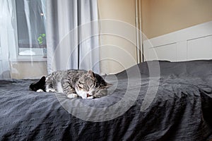 Cute aged cat lying on bed at home