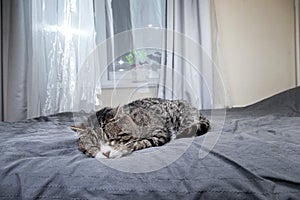 Cute aged cat lying on bed at home