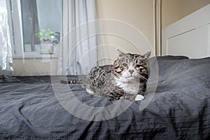 Cute aged cat lying on bed at home