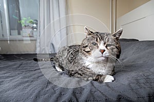 Cute aged cat lying on bed at home