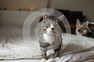 Cute aged cat standing on bed at home