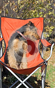 Cute Airedale puppy sitting chair