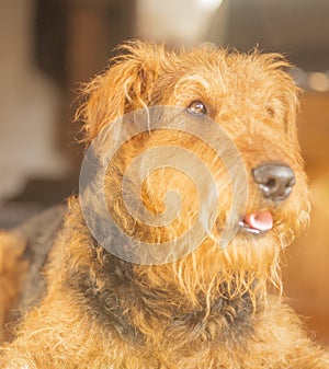 Airedale Terrier - I am so Cute!