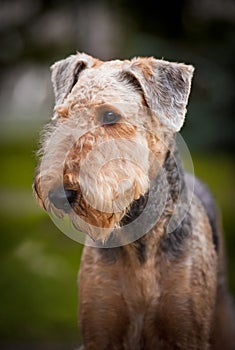 Cute Airedale Terrier portrait