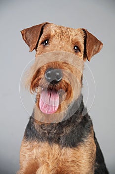 Cute Airedale Terrier portrait in front of grey background