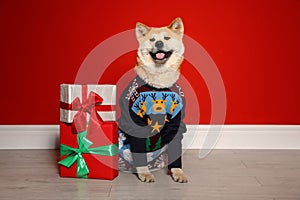 Cute Akita Inu dog in Christmas  near gift boxes indoors