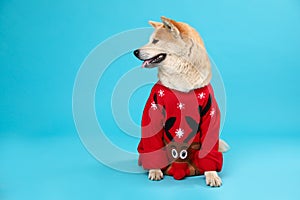 Cute Akita Inu dog in  sweater on blue background. Space for text