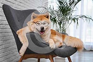 Cute Akita Inu dog with glasses on sofa