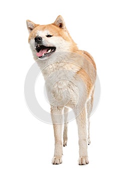 Cute Akita Inu dog isolated