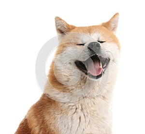 Cute Akita Inu dog isolated