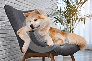 Cute Akita Inu dog on sofa in living