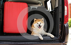 Cute Akita Inu dog and suitcase