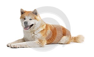 Cute Akita Inu dog on white