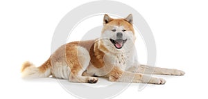 Cute Akita Inu dog on white