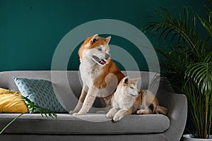 Cute Akita Inu dogsin room with houseplants