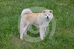 Cute akita inu is looking at the camera. Akita ken or japanese akita.