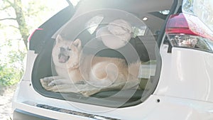 Cute Akita Inu lying in the open car trunk. Slow motion