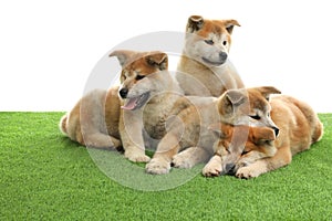 Cute akita inu puppies on artificial grass