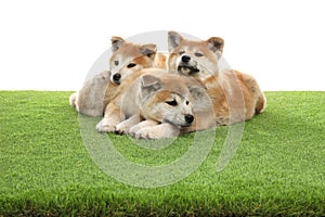 Cute akita inu puppies on artificial grass