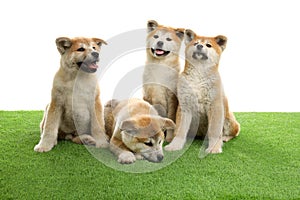 Cute akita inu puppies on artificial grass