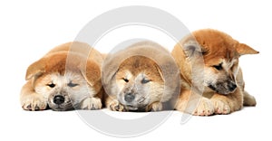 Cute Akita Inu puppies on background. Baby animals