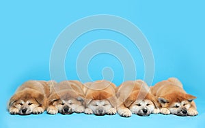 Cute Akita Inu puppies on blue background., space for text Baby animals