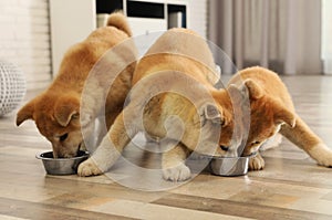 Cute akita inu puppies eating from bowls