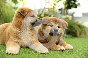 Cute Akita Inu puppies on green grass. Baby animals