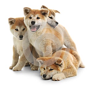 Cute akita inu puppies isolated