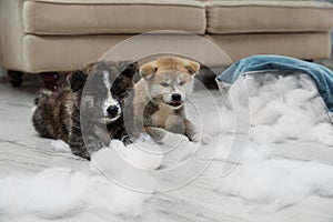 Cute Akita inu puppies playing with ripped pillow filler. Mischievous dogs