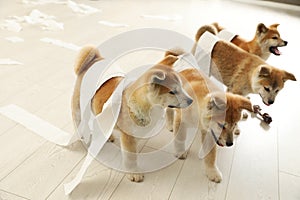 Cute akita inu puppies playing with toilet paper